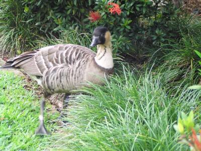 Nene Guarding Nest