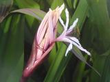 Purple Spider Lily