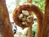 Tree fern, (Cibotium glaucum)