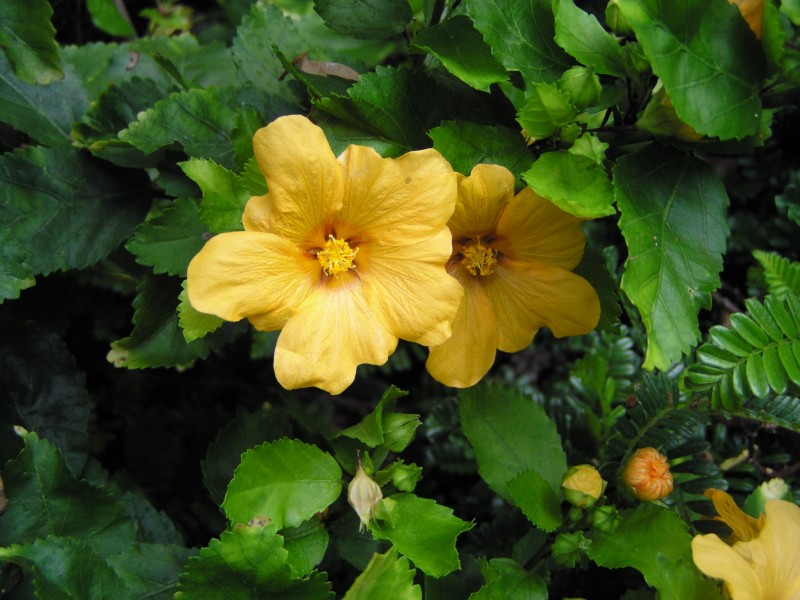 Yellow Ilima, Sida fallax