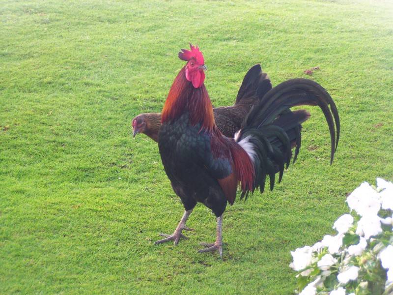 The Ubiquitous Rooster