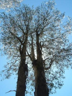 Gum Trees