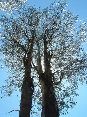 Gum Trees