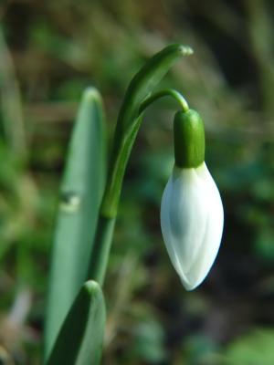 First Flower