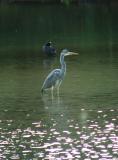 Heron About