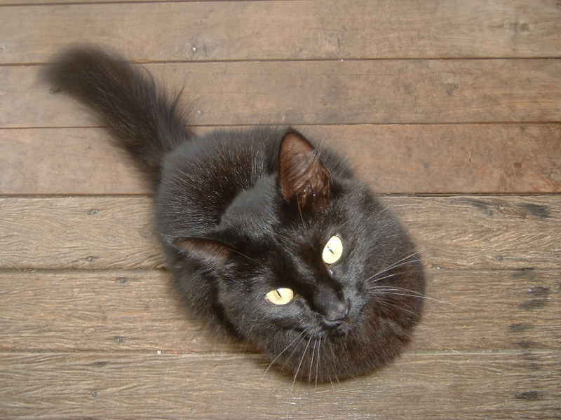 poppy the cat