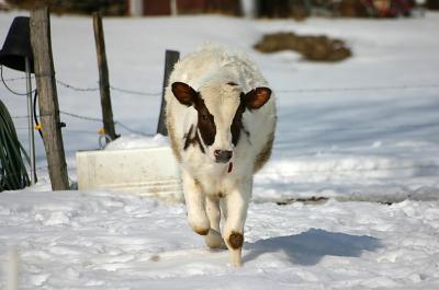 Holy Cow It's Cold!!
