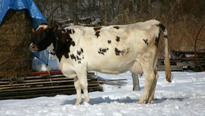It's Udderly Cold!