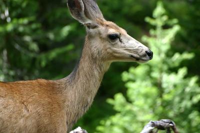 Deer on Trail at Rocky Mountain National Park