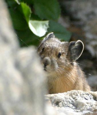 Pika found on trail at RM NP
