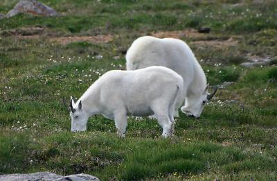 Mountain goats at Mount Evans