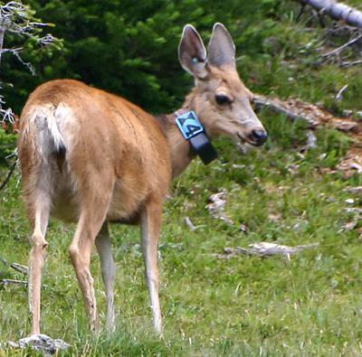 Deer at RM NP