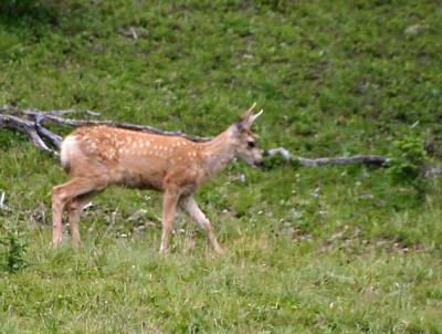 Fawn at RM NP