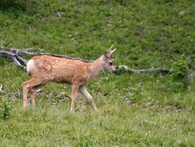 Fawn at RM NP