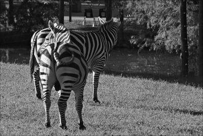 Zoo Zebras