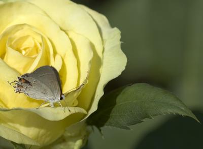 moth on rose