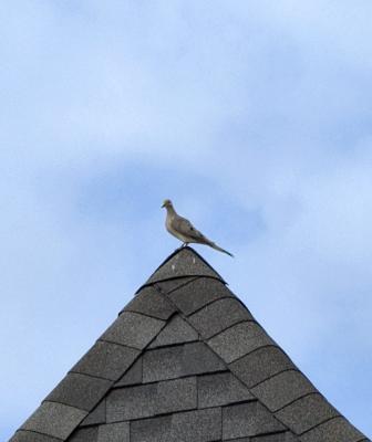 roof bird