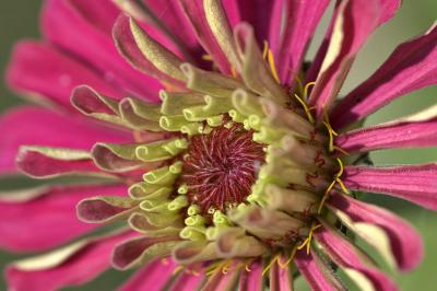 pink zinnia