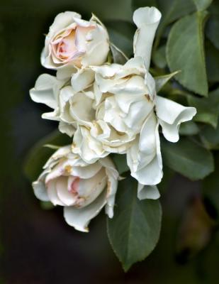 white blush roses