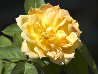 sunkissed gold rose