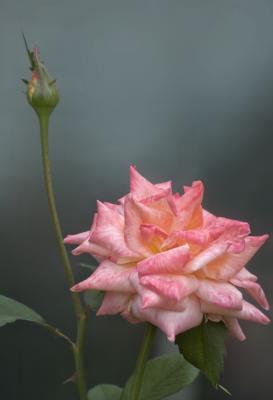 bud and rose