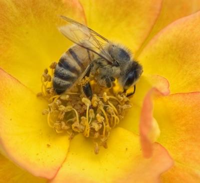 u40/shariwb/medium/32628900.goldenbee.jpg