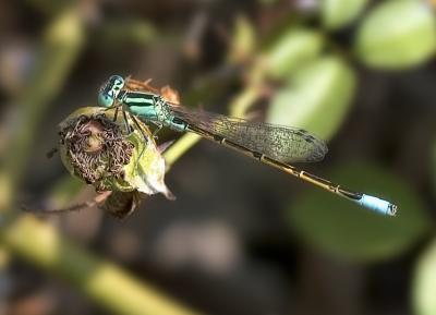 turquoise dragonfly