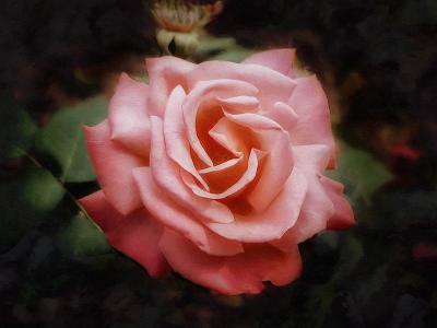 rose dpr sb