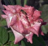 pink rose with bee