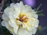 moss rose