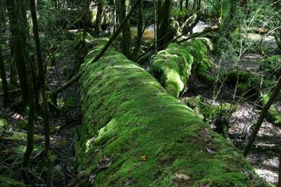 Lichen in rainforest