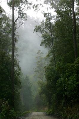 Rainforest road in rain