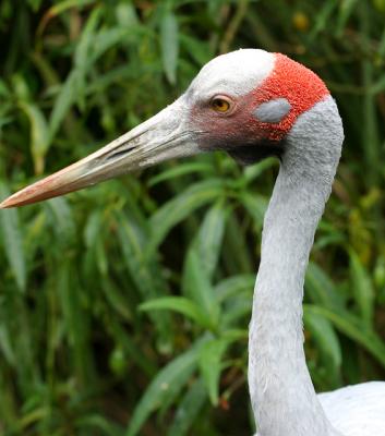 Brolga close for web.jpg