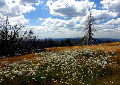 Snowy mountain flowers