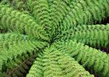 Tasmanian tree fern