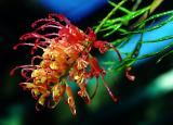 Grevillea