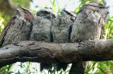 Family of four tawnie frogmouths