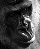 Gorilla close up