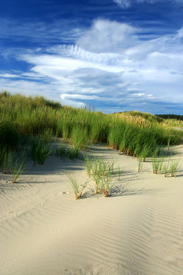 Nine Mile Beach dunes