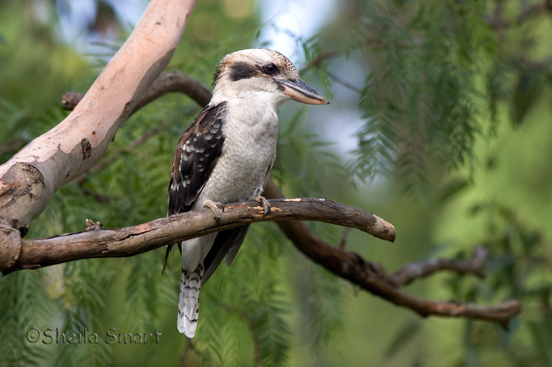 Kookaburra in our gum tree