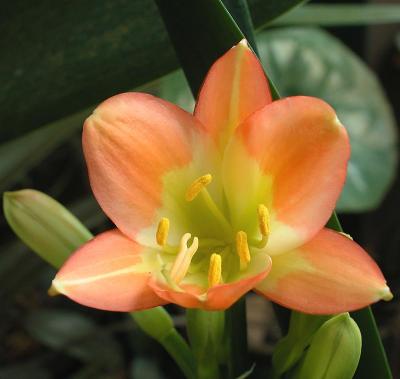 Clivia