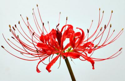 Lycoris radiata