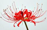 Lycoris radiata