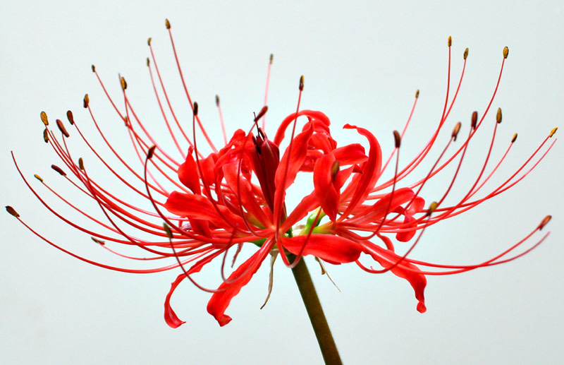 Lycoris radiata