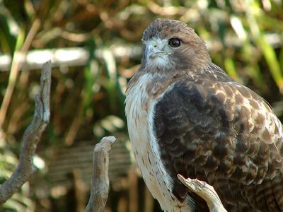 injured-hawk.jpg