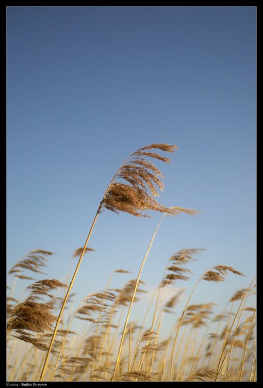Winter Winds - Staffan Berggren.jpg