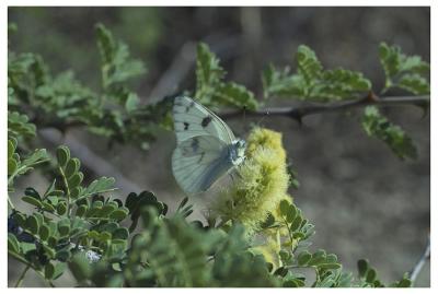 Mojave Butterfly.jpg