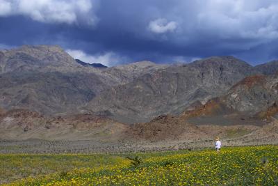 death valley wildflowers