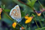 Polyommatus icarus