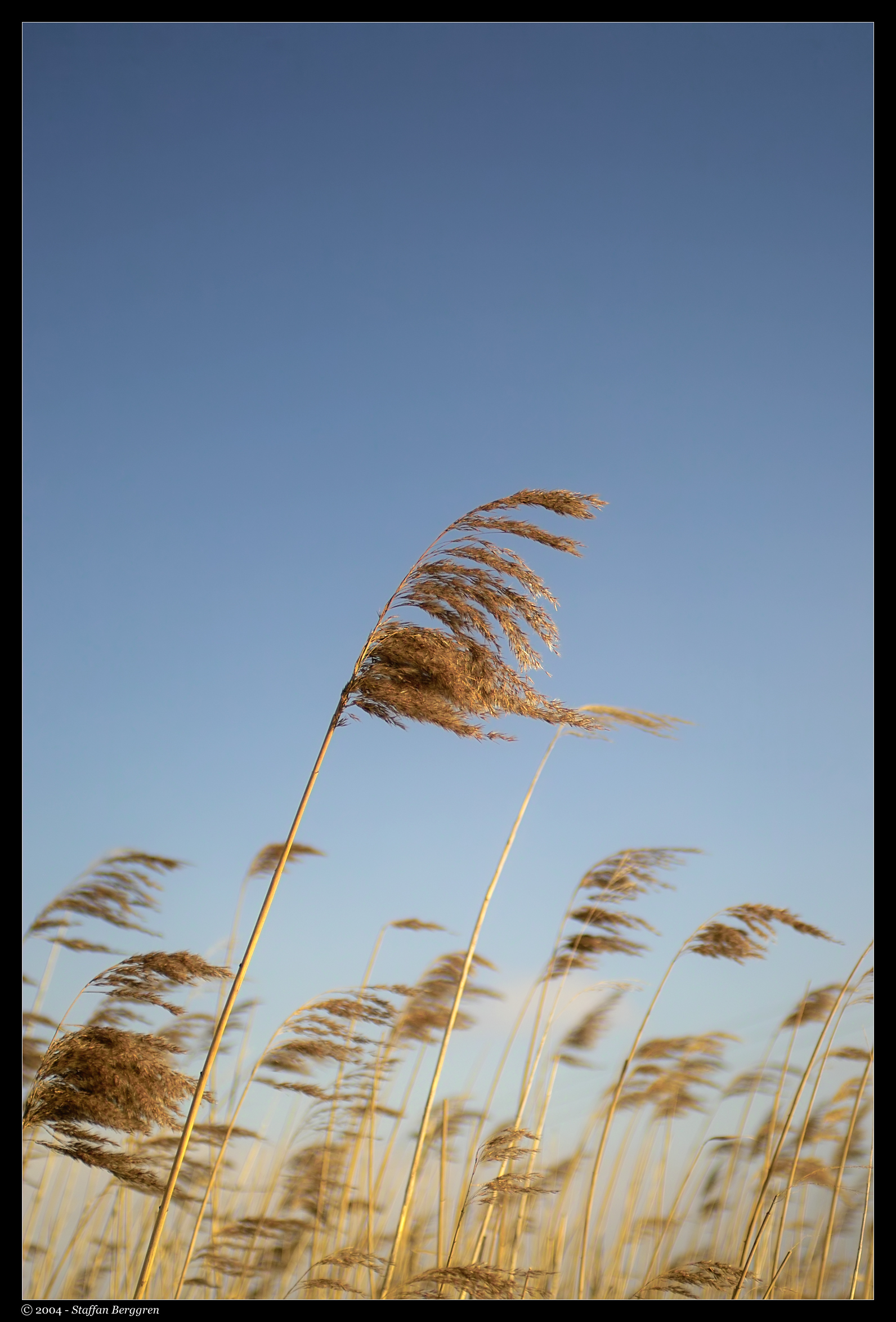 Winter Winds - Staffan Berggren.jpg